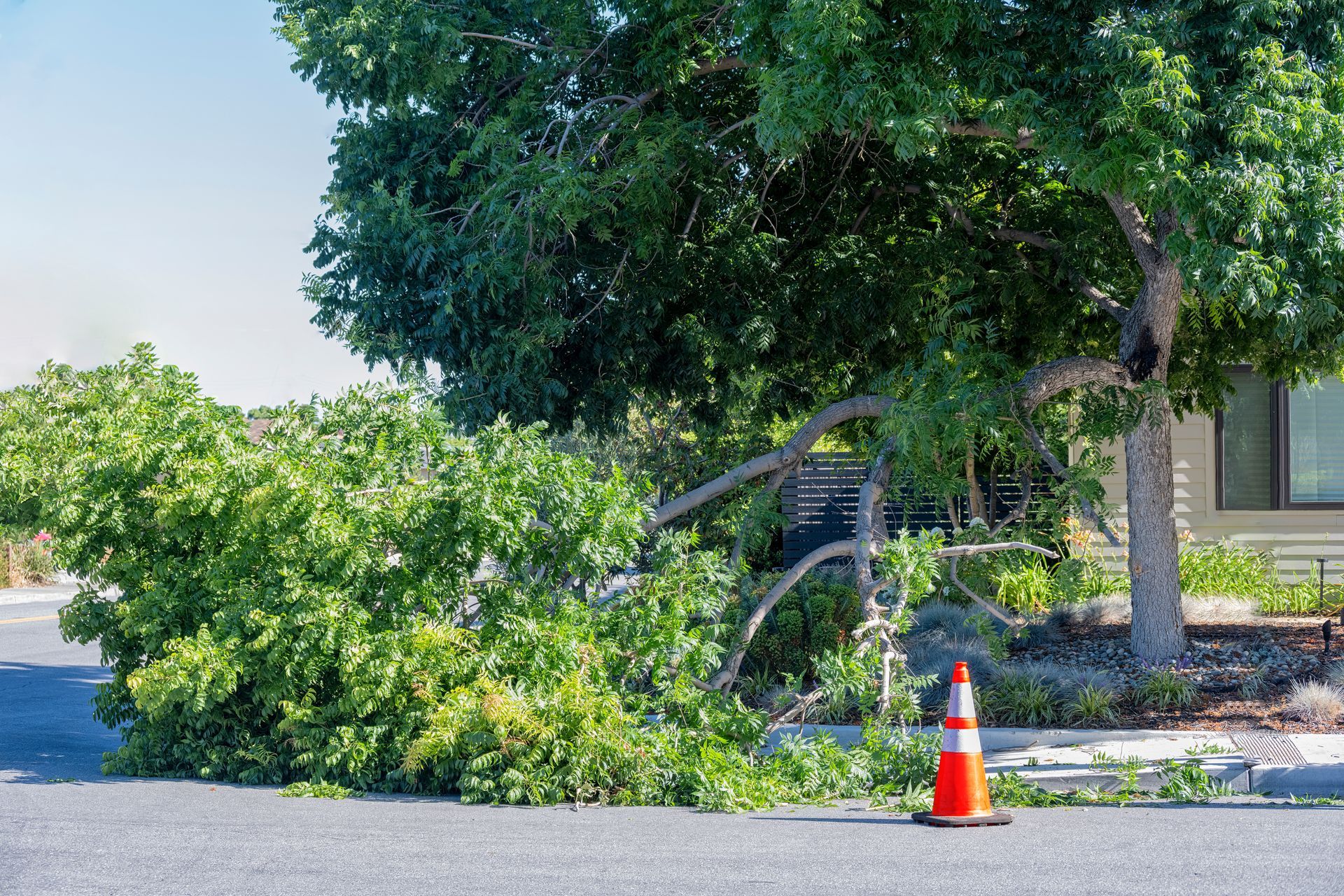 A large tree limb has fallen across a paved driveway near a house, with an orange traffic cone placed nearby for safety.