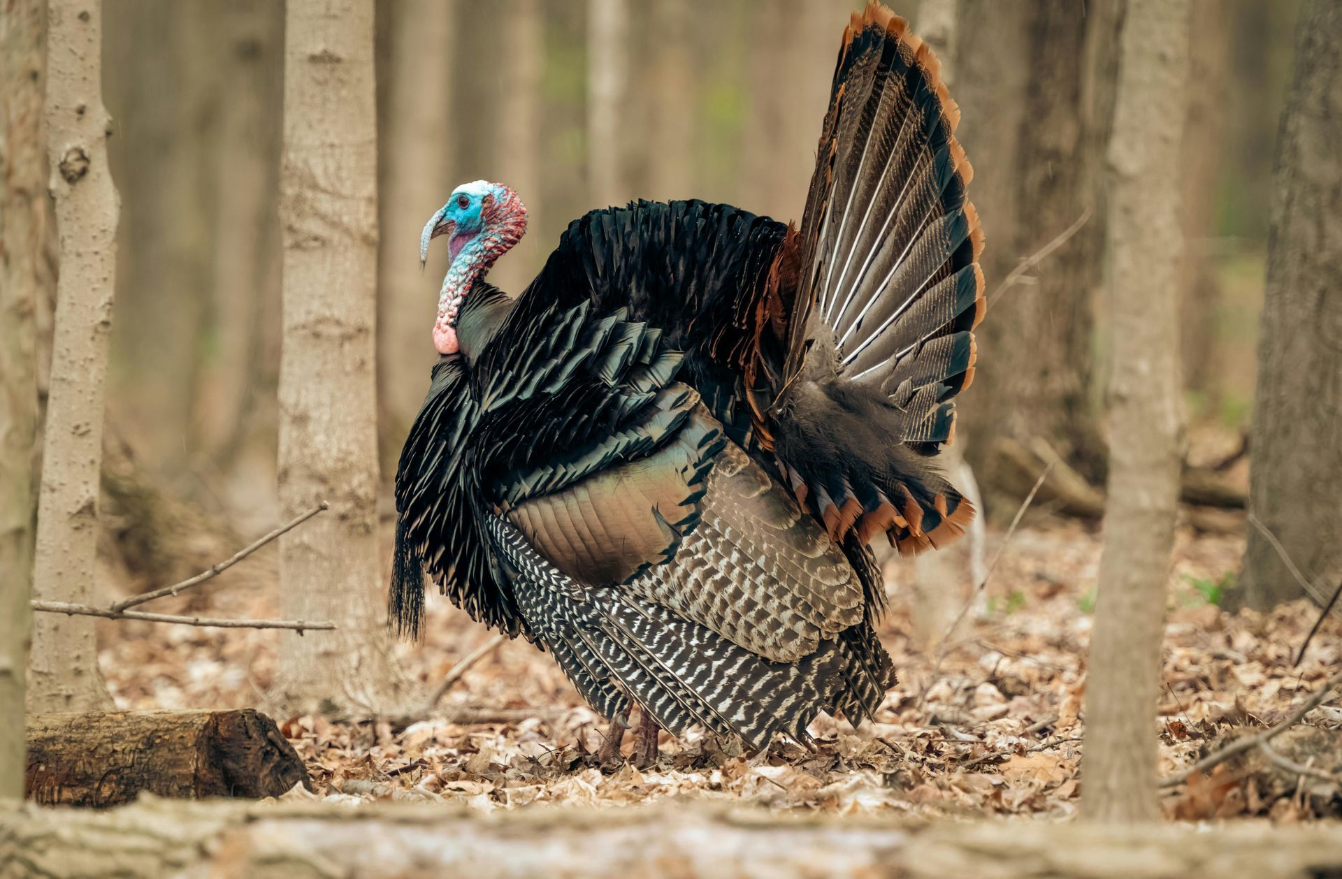 A turkey is standing in the woods with its feathers outstretched.