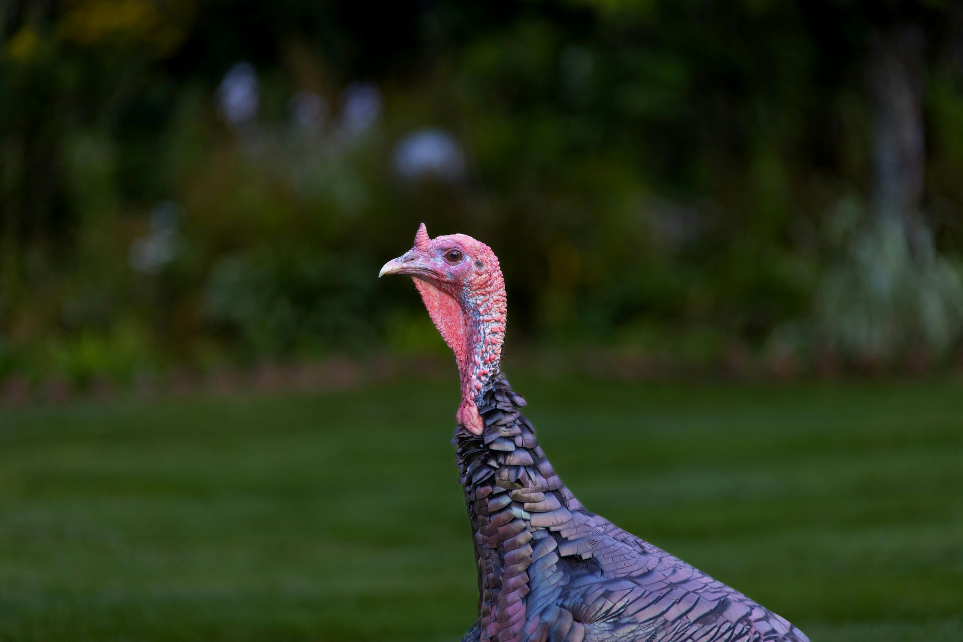A close up of a turkey standing in the grass.