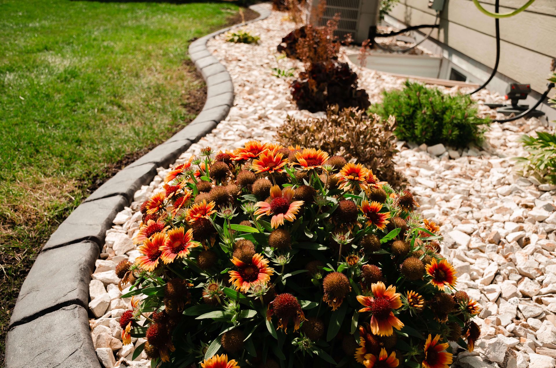 A garden with rocks and flowers in front of a house