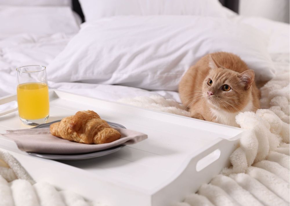 Orange cat relaxes on a bed beside breakfast in a pet friendly rental.