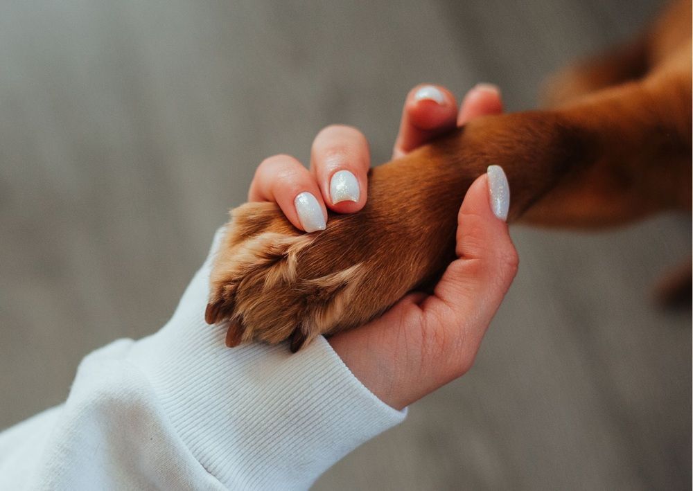 Close up hands gently holding a dog paw, showing pet friendly care.