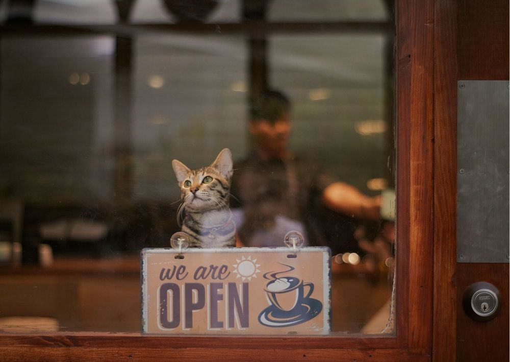 Cat sits by an open sign in a cozy pet friendly cafe.
