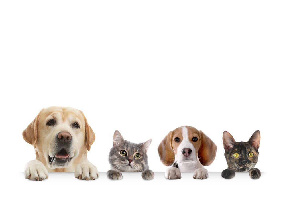 Row of pets and cats on white background presents pet friendly choices.