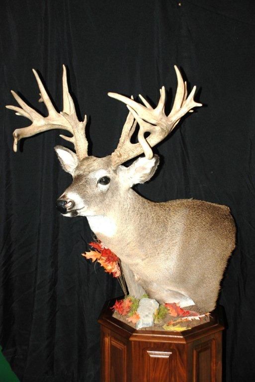 Deer Taxidermy at Wildlife Creations | Omaha, NE