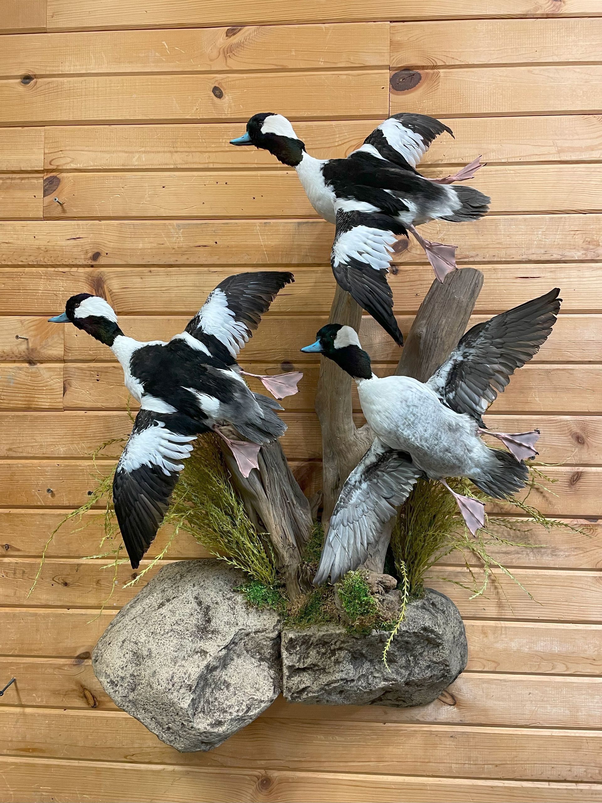 Three black and white ducks are flying over a rock on a wooden wall.