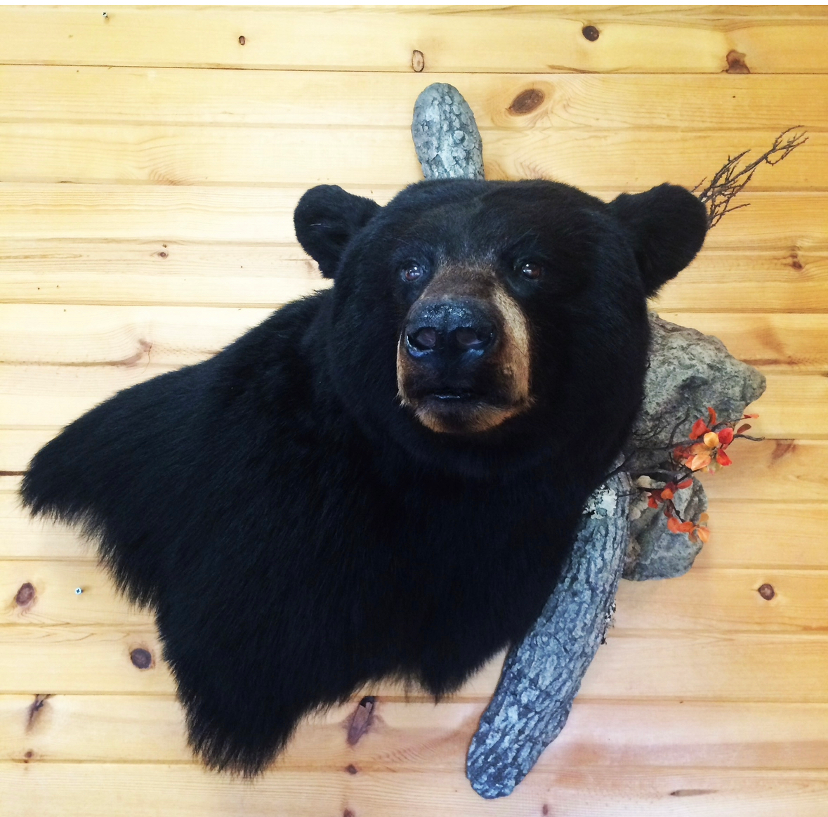 A black bear head mounted on a wooden wall