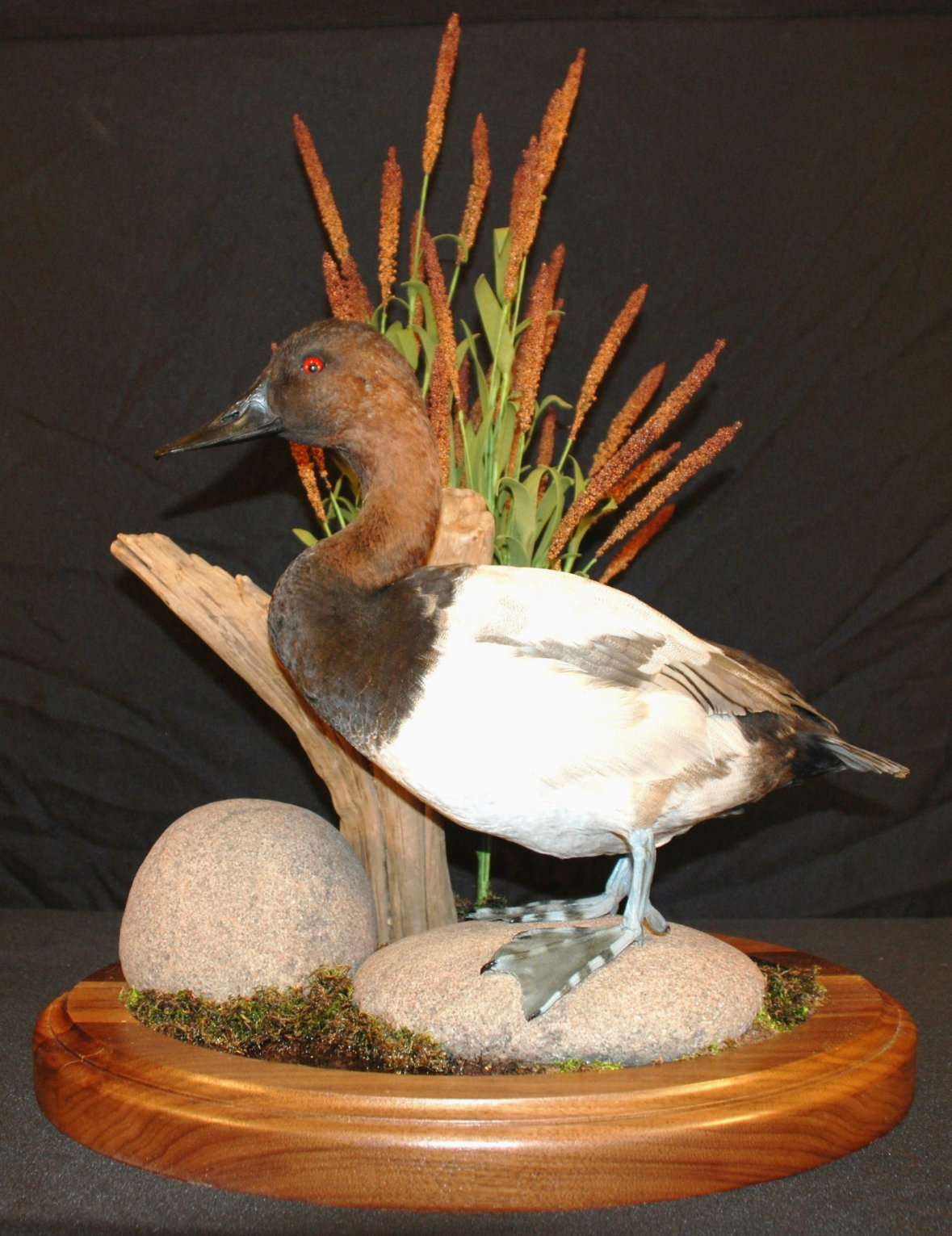 A brown and white duck is standing on a rock