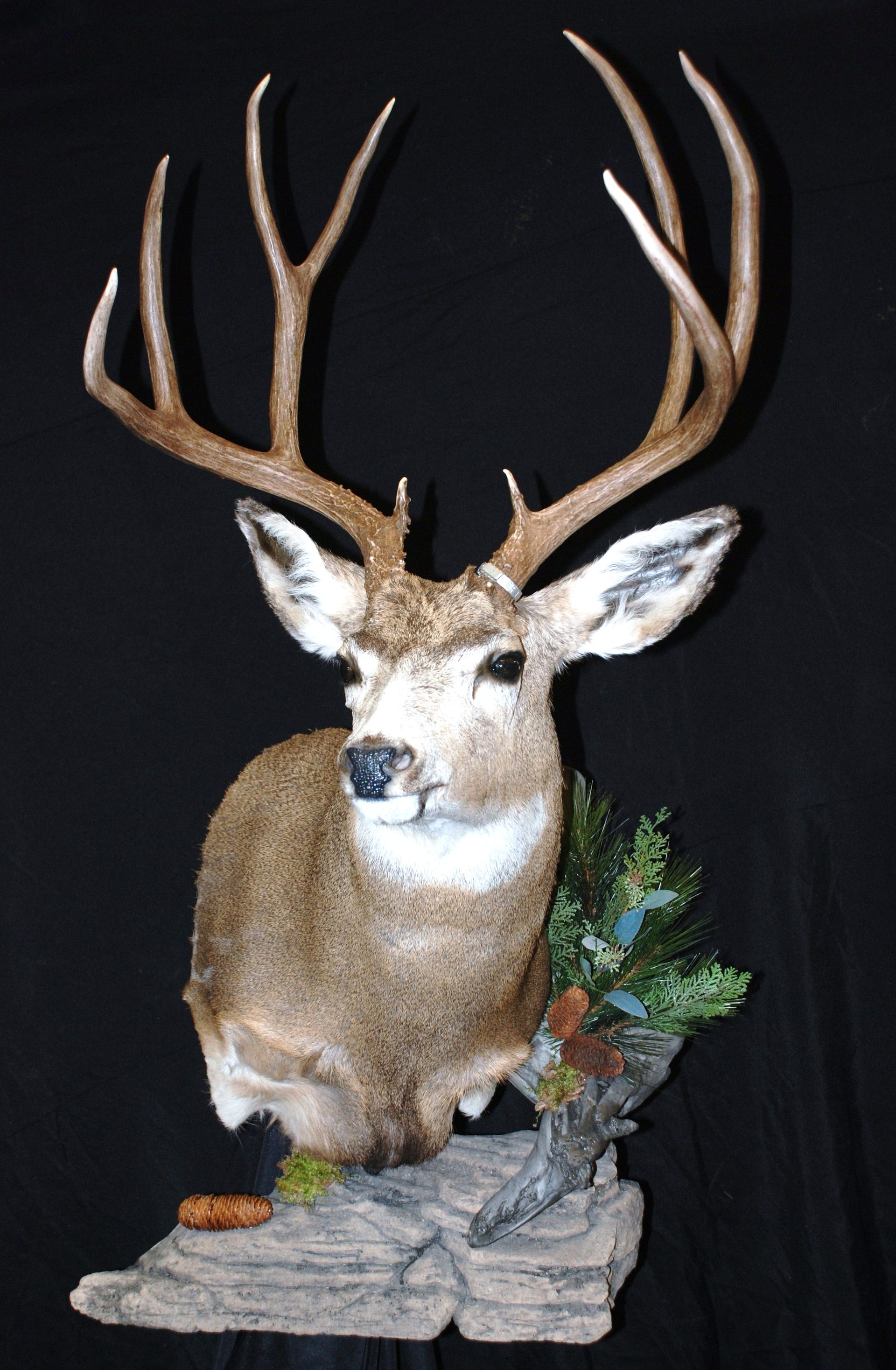 A deer head mounted on a rock with a black background