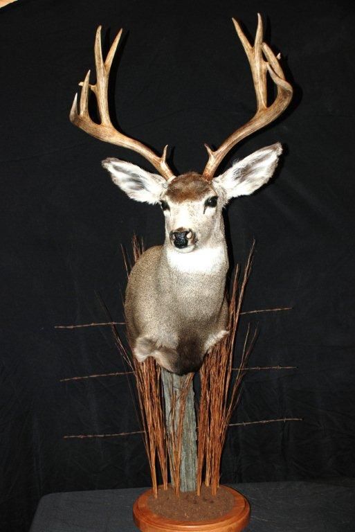 A deer is mounted on a wooden post with a black background