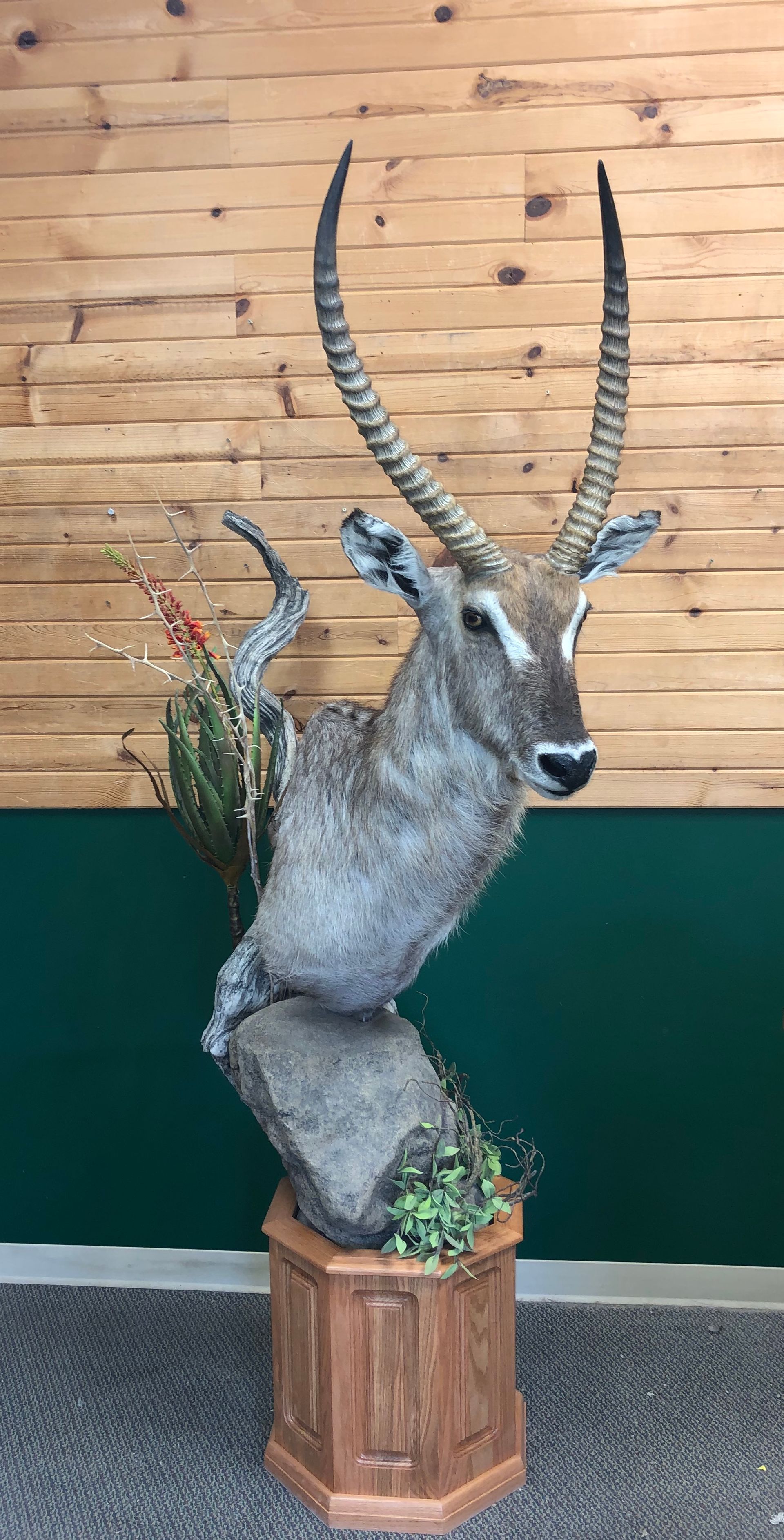 A stuffed exotic animal head on a wooden pedestal in front of a wooden wall.