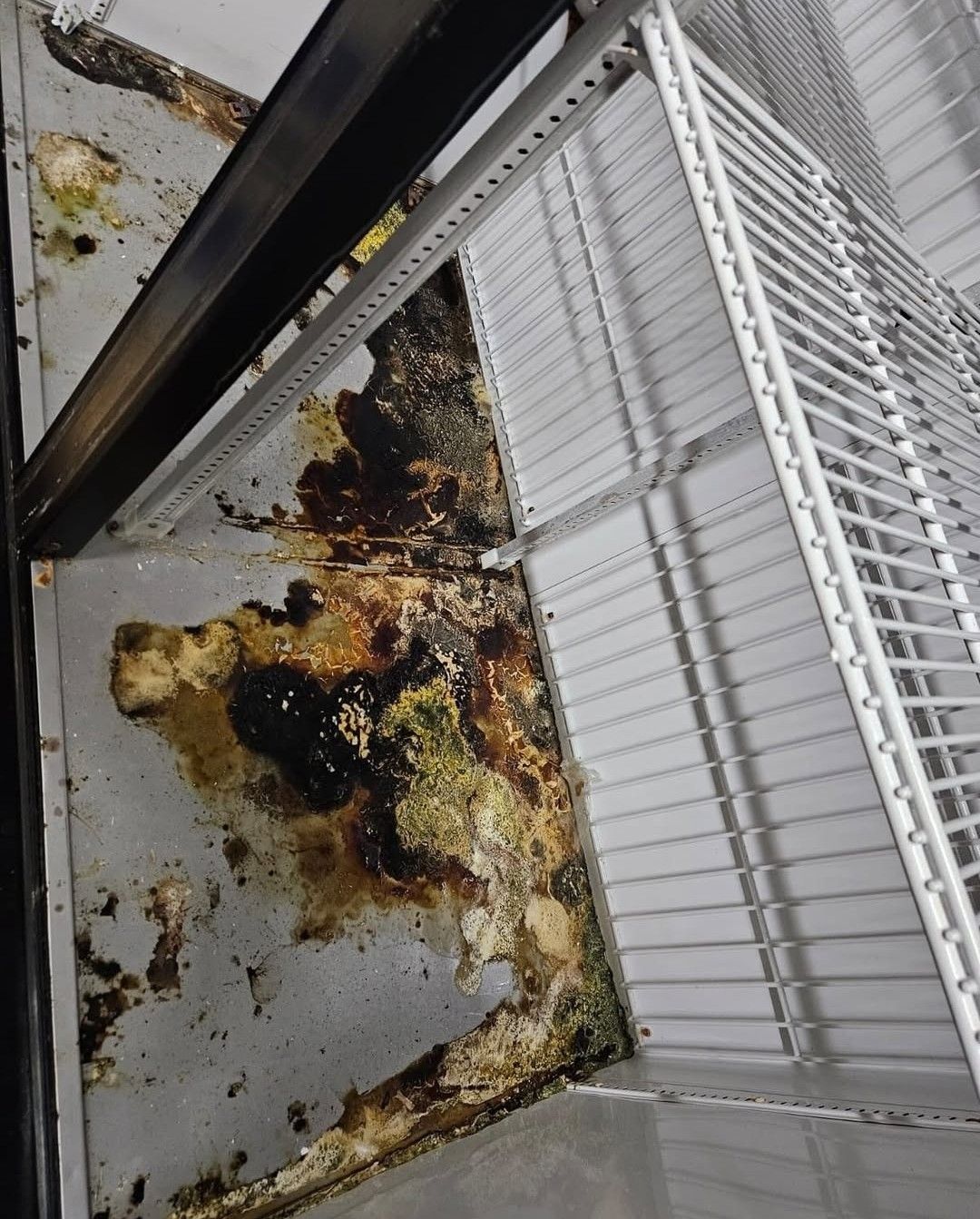 Interior of a refrigerator with extensive dark, stained residue and organic buildup on the bottom shelf and corner.
