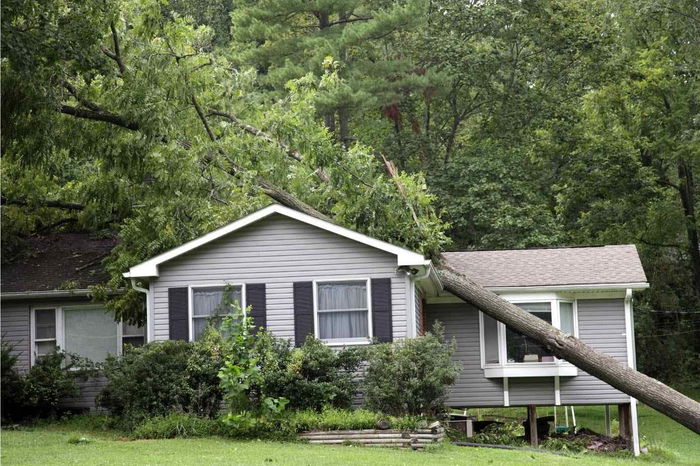 Fallen Tree on House