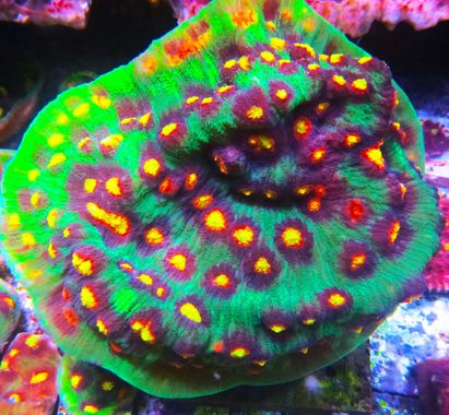 Acropora Red Planet LPS Coral Frag WYSIWYG