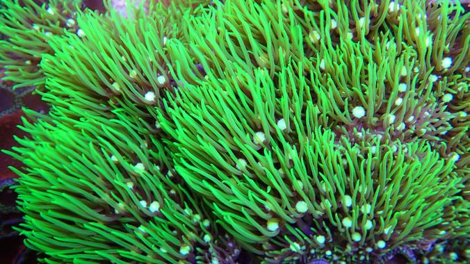 Acropora Red Planet Soft Coral Frag WYSIWYG
