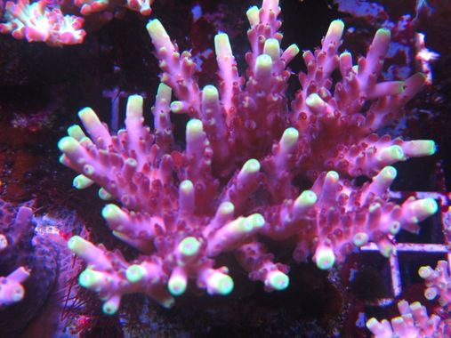 Acropora Red Planet SPS Coral Frag WYSIWYG