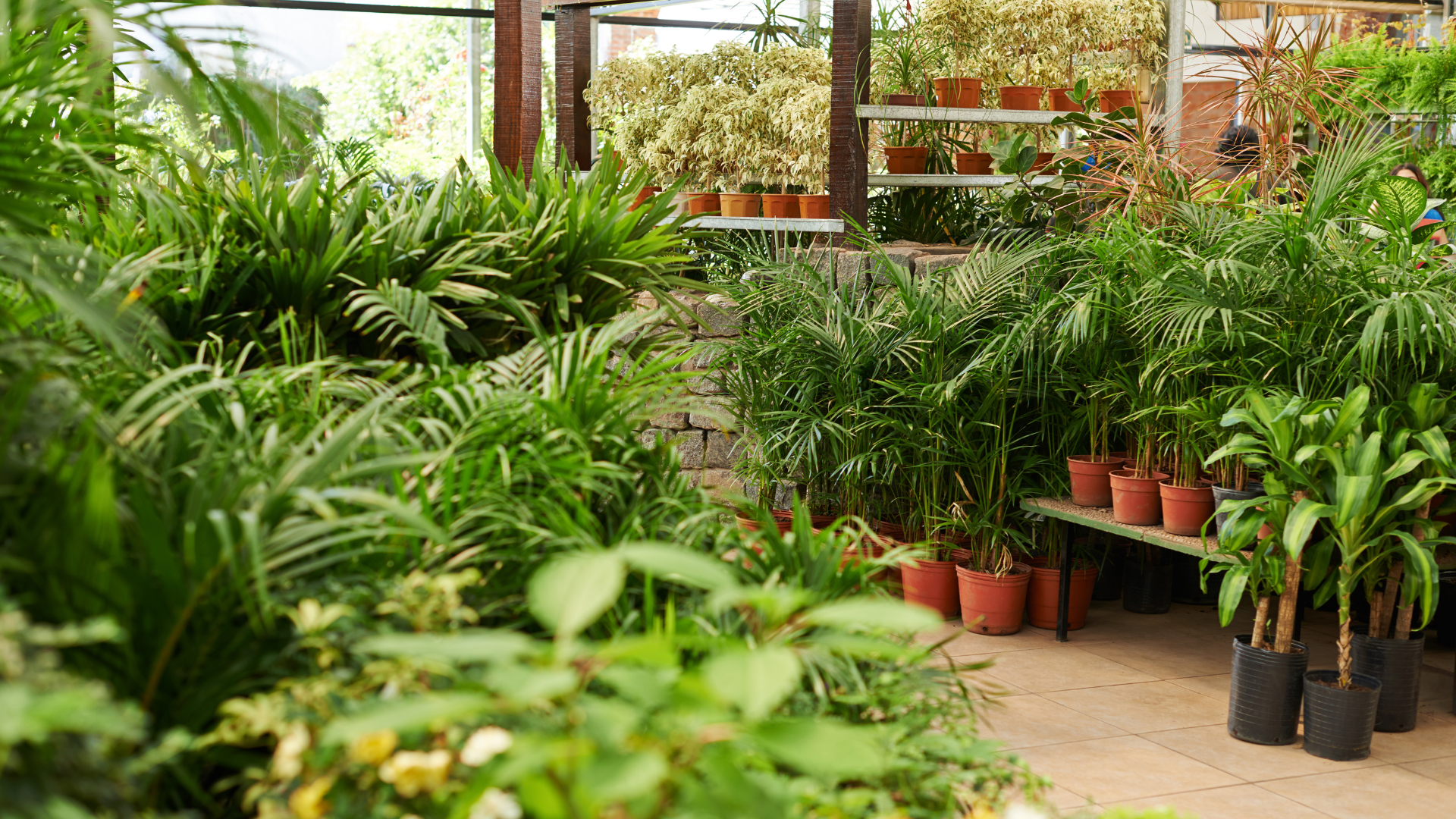 Plant Nursery img
