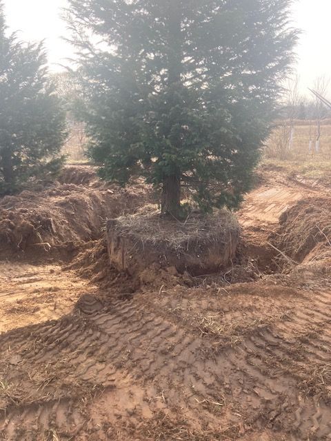 Tree with exposed root ball in a freshly dug planting hole, outdoors. Brown soil, tire tracks.