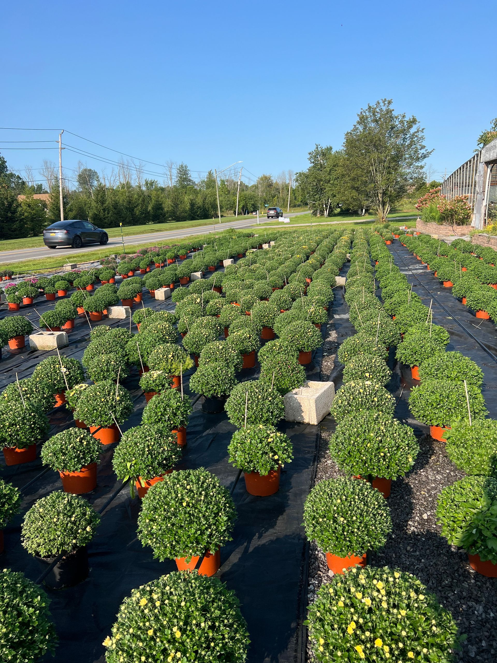 Rows of potted green plants in an outdoor nursery under a blue sky, with a road and a car in the background.