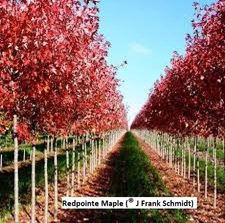 Row of Redpointe maple trees with vibrant red foliage, under a blue sky.