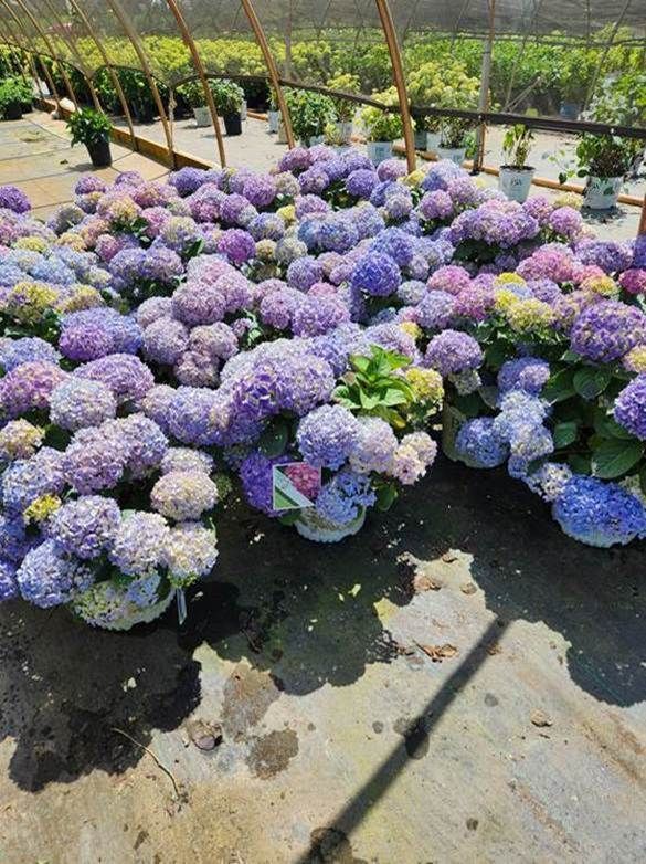 Garden Center img