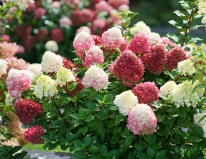 Plant Nursery img