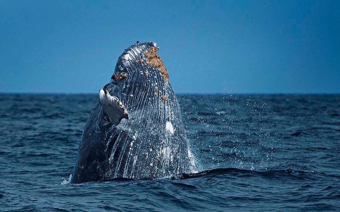 Whales in Tumbes