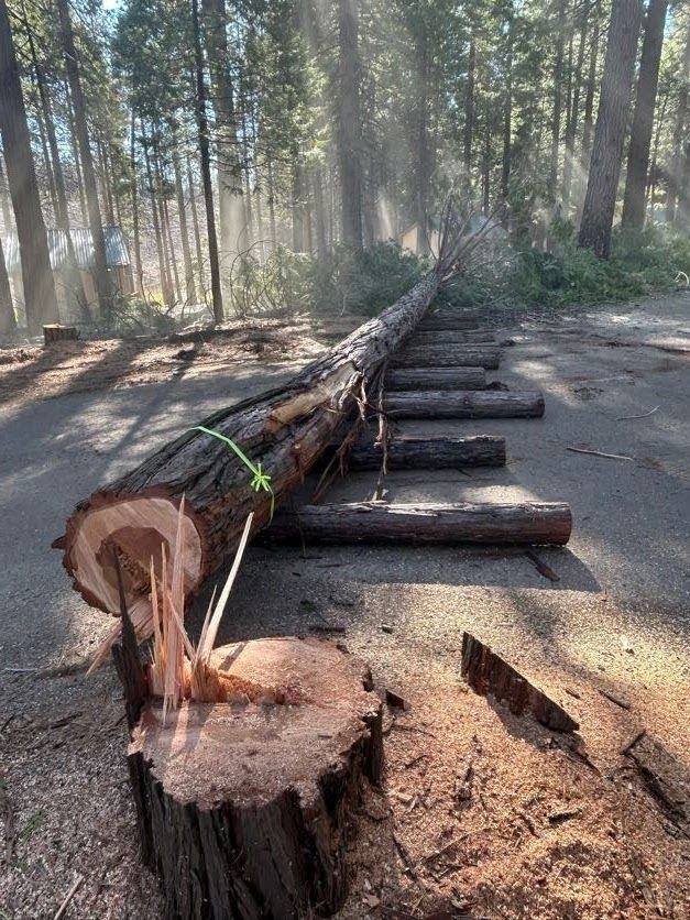 A felled tree trunk on wooden supports being cut in a forest clearing. Sawdust and sunlight.