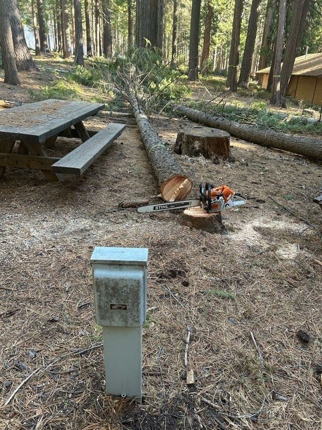 Felled tree lying near a picnic table and utility box in a wooded area; chainsaw on a stump.