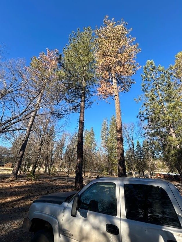 Tall pine trees showing different colors, next to a white truck, under a blue sky.