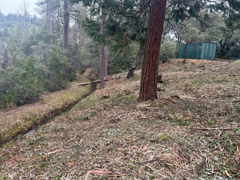 Wooded scene; ditch in foreground, tree at right, shed in background.