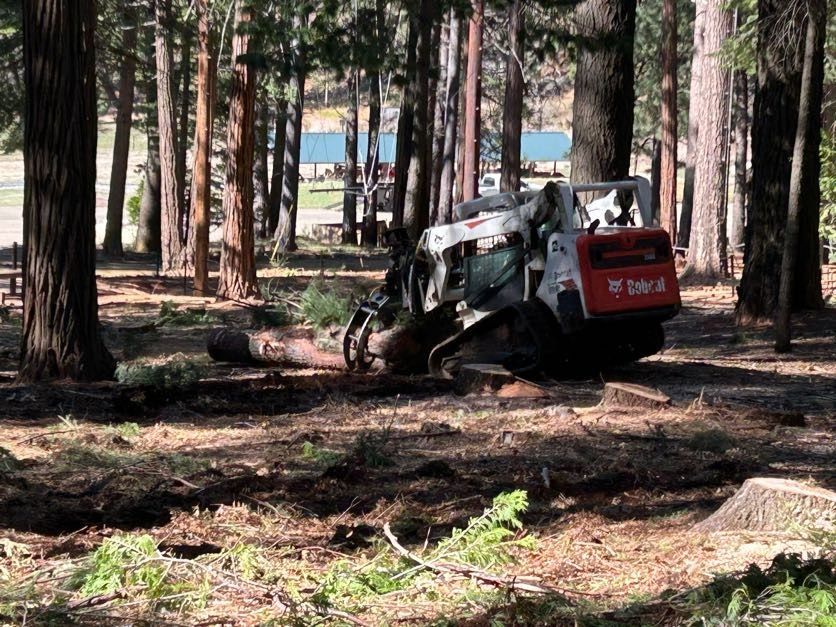 Bobcat skid-steer tractor working in a forest clearing. Dark trees surround the white and orange machine.