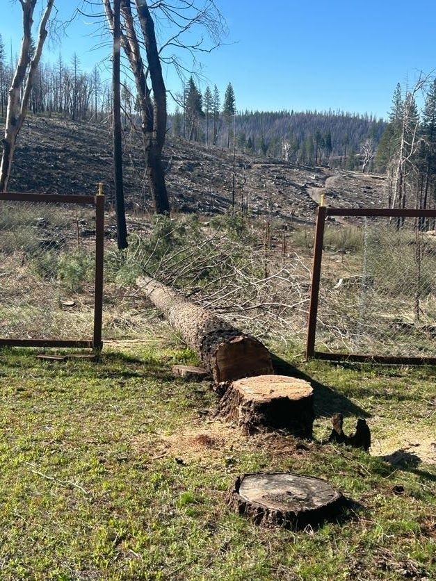 Felled tree trunk over a fence with a burnt forest backdrop.
