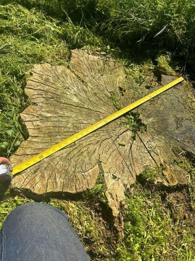 Tree stump with a yellow tape measure on it, in a grassy area.