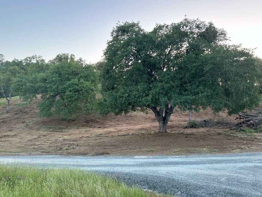 Trees on a hillside with dry grass and a gravel road in the foreground.