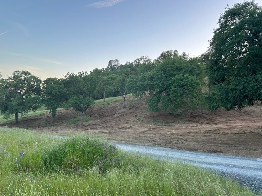 Green grass, gravel road, and trees on a hillside under a pale blue sky.