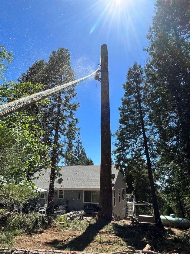 A tree worker cuts a tall tree, with ropes attached, in a residential area on a sunny day.