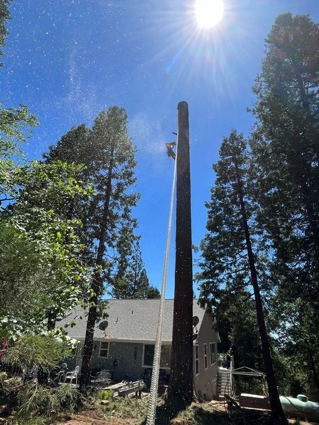 A tree worker on a tall tree, cutting with a saw. Bright sun, blue sky, residential setting.