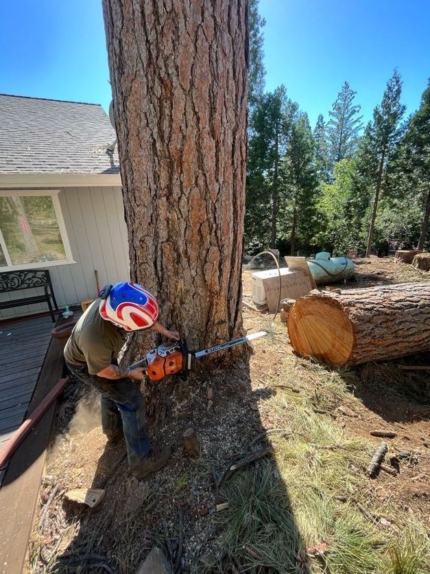 Person in a helmet using a chainsaw to cut a large tree trunk near a house.