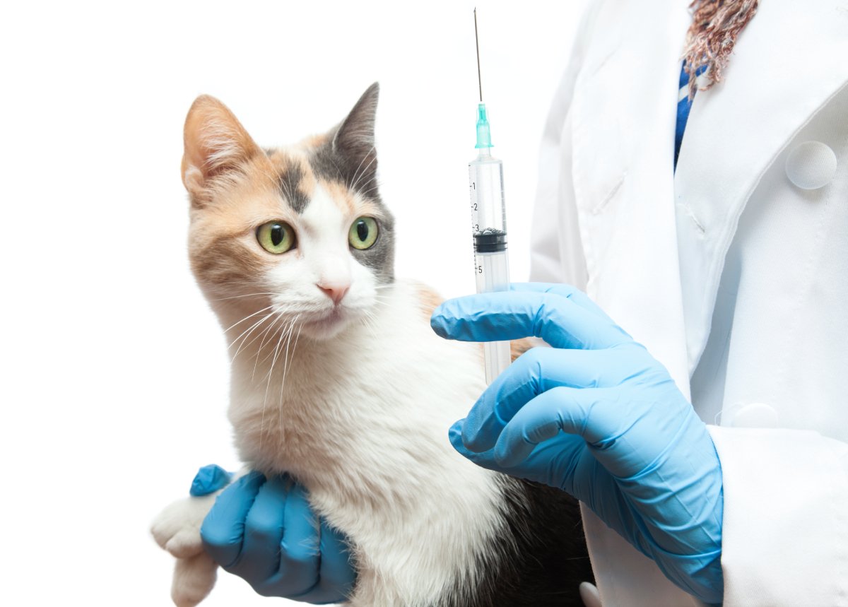 Vaccination Townsville, QLD Tropical Queensland Cat