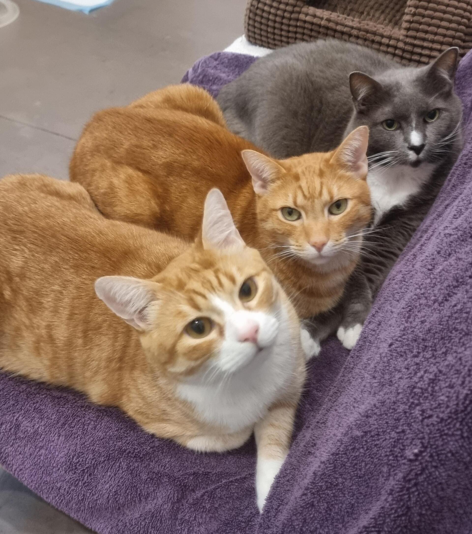 3 Cats — Townsville, QLD — Tropical Queensland Cat Clinic