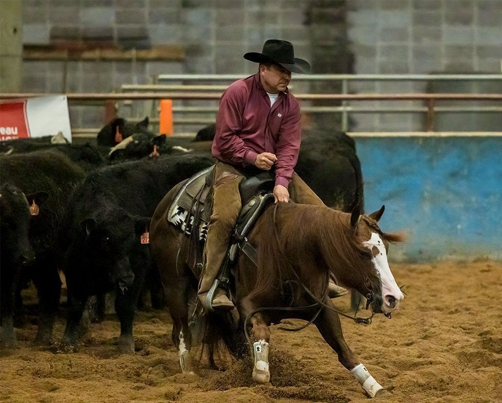 Cowboy on horseback herding black cattle in an indoor arena, dirt floor, red shirt, black hat.