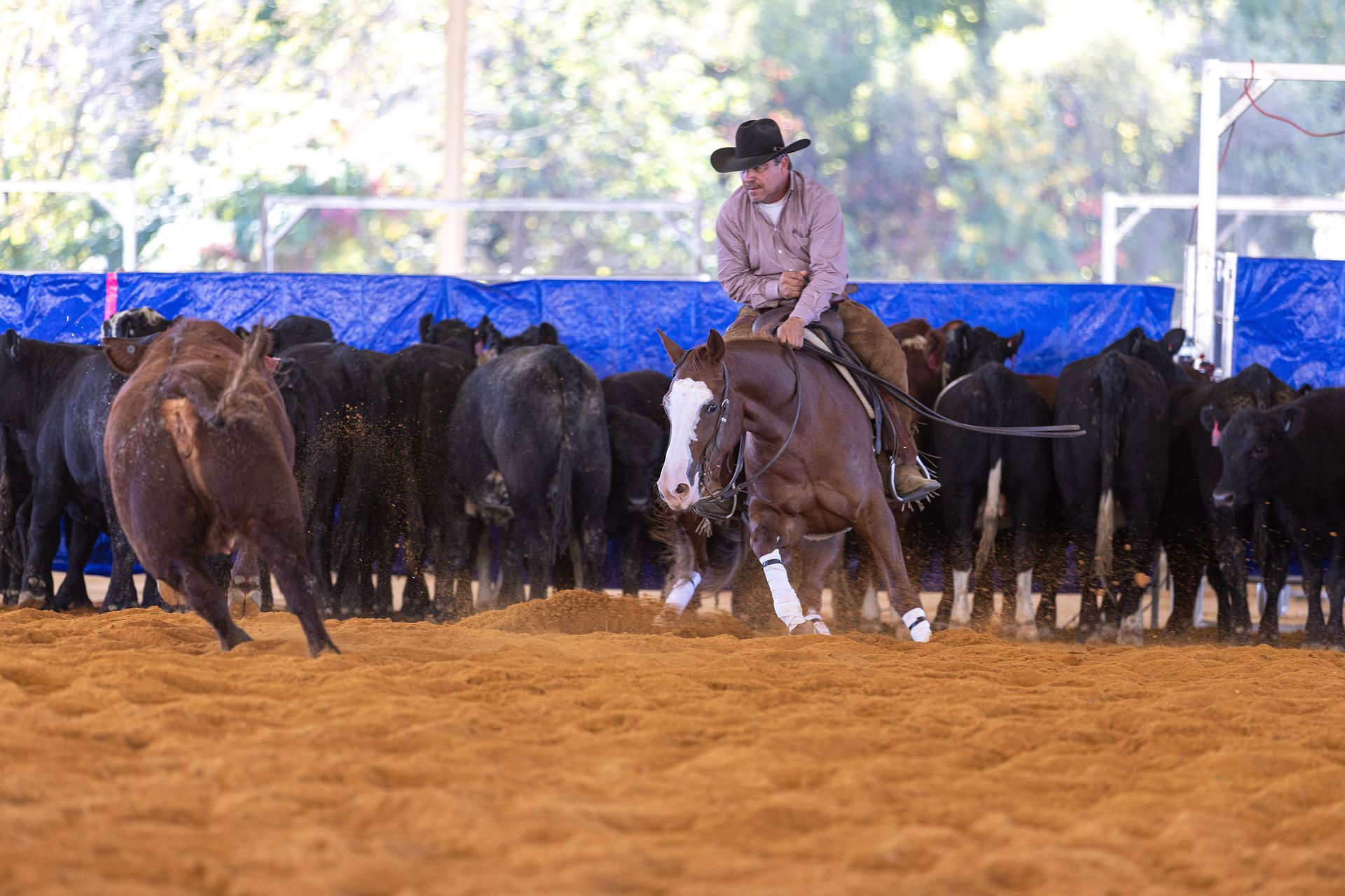 A cowboy on a chestnut horse with a white face works cattle in a sandy arena.