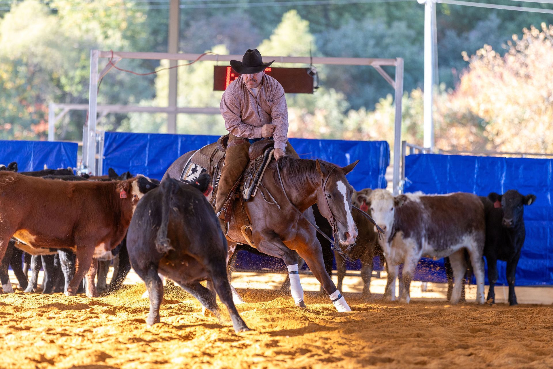 Cowboy on horseback cutting a cow from a herd in an arena.