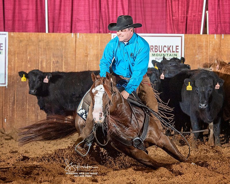 Cowboy on a brown horse cutting cattle in an arena; red curtain backdrop.