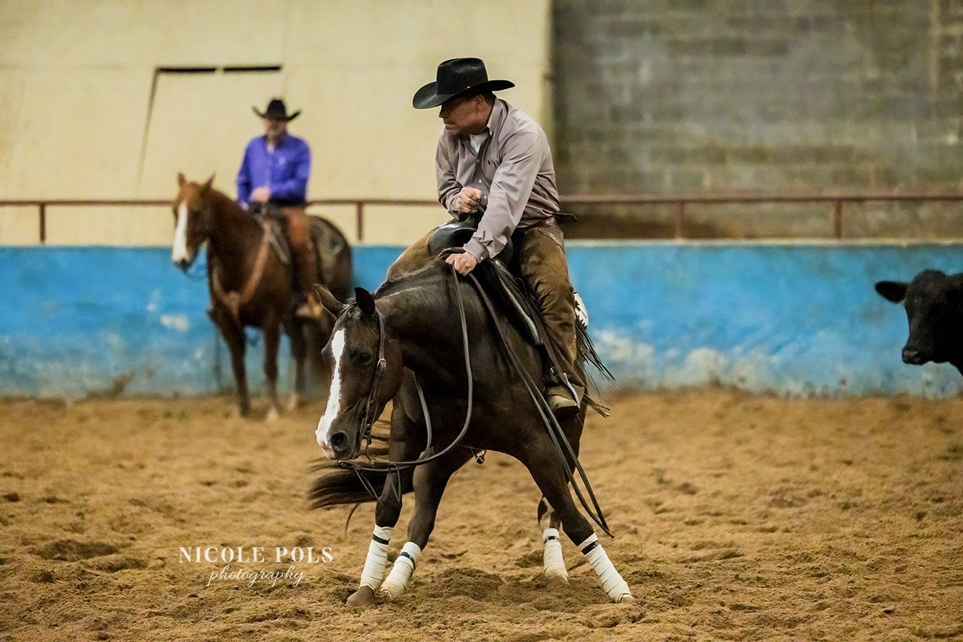 Cowboy on horse, cutting a cow in an indoor arena.