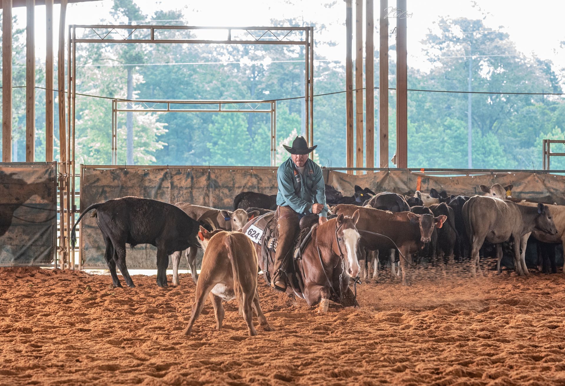 Cowboy on horseback cutting cattle in an arena. Dirt floor, wooden beams, various cattle colors.