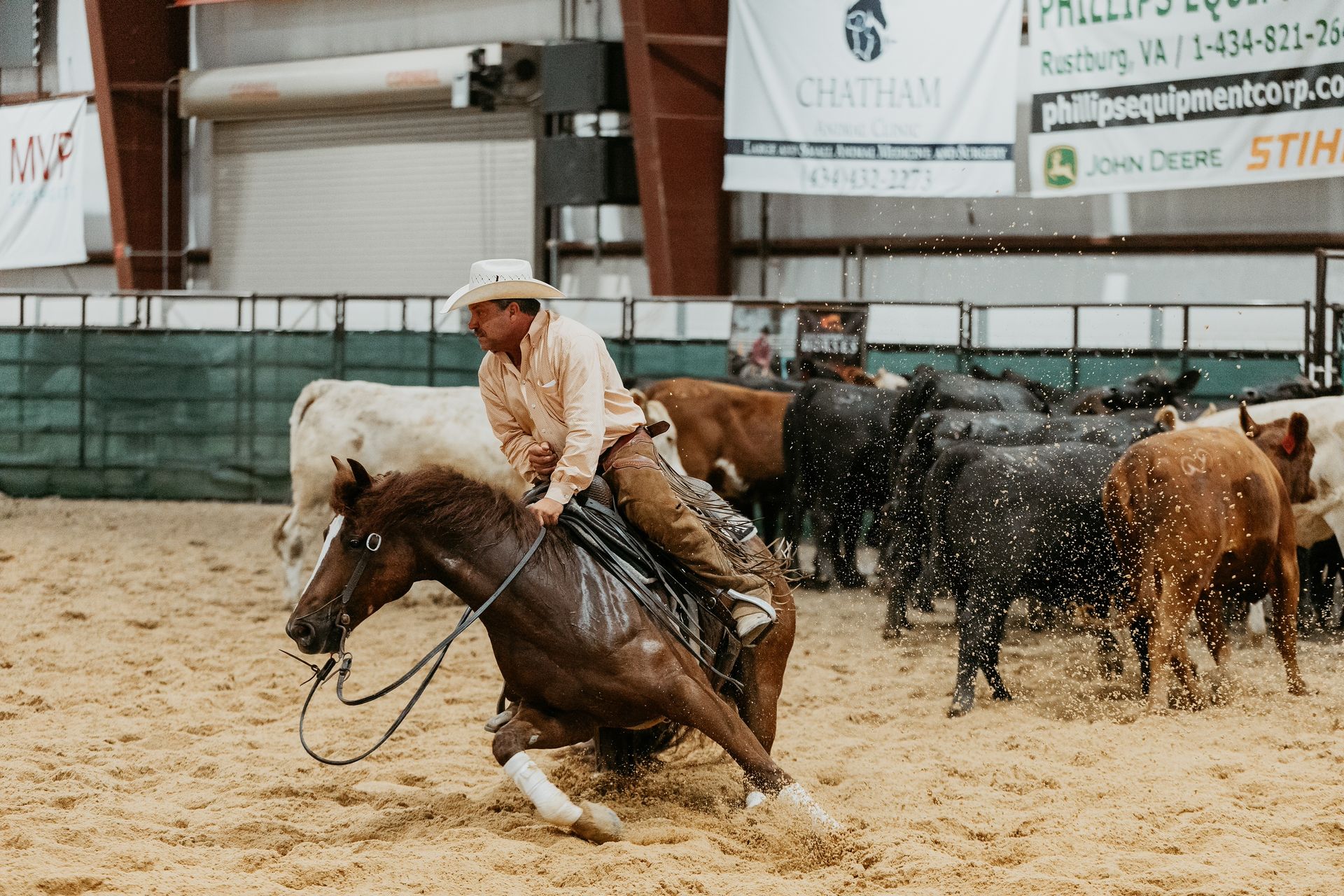 Cowboy on horseback cutting cattle in a sandy arena. Sand sprays as horse turns.