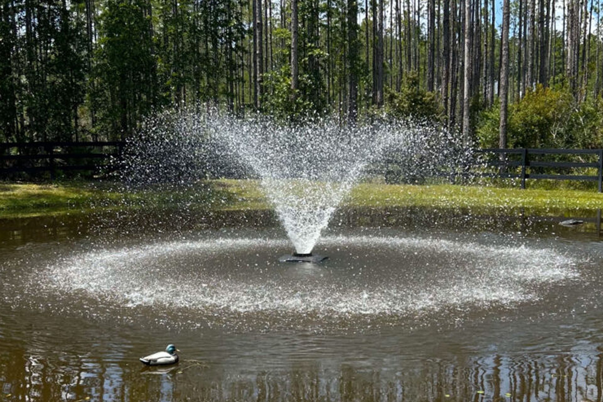 Pond with a fountain spraying water. A duck swims in the foreground, forest in the background.