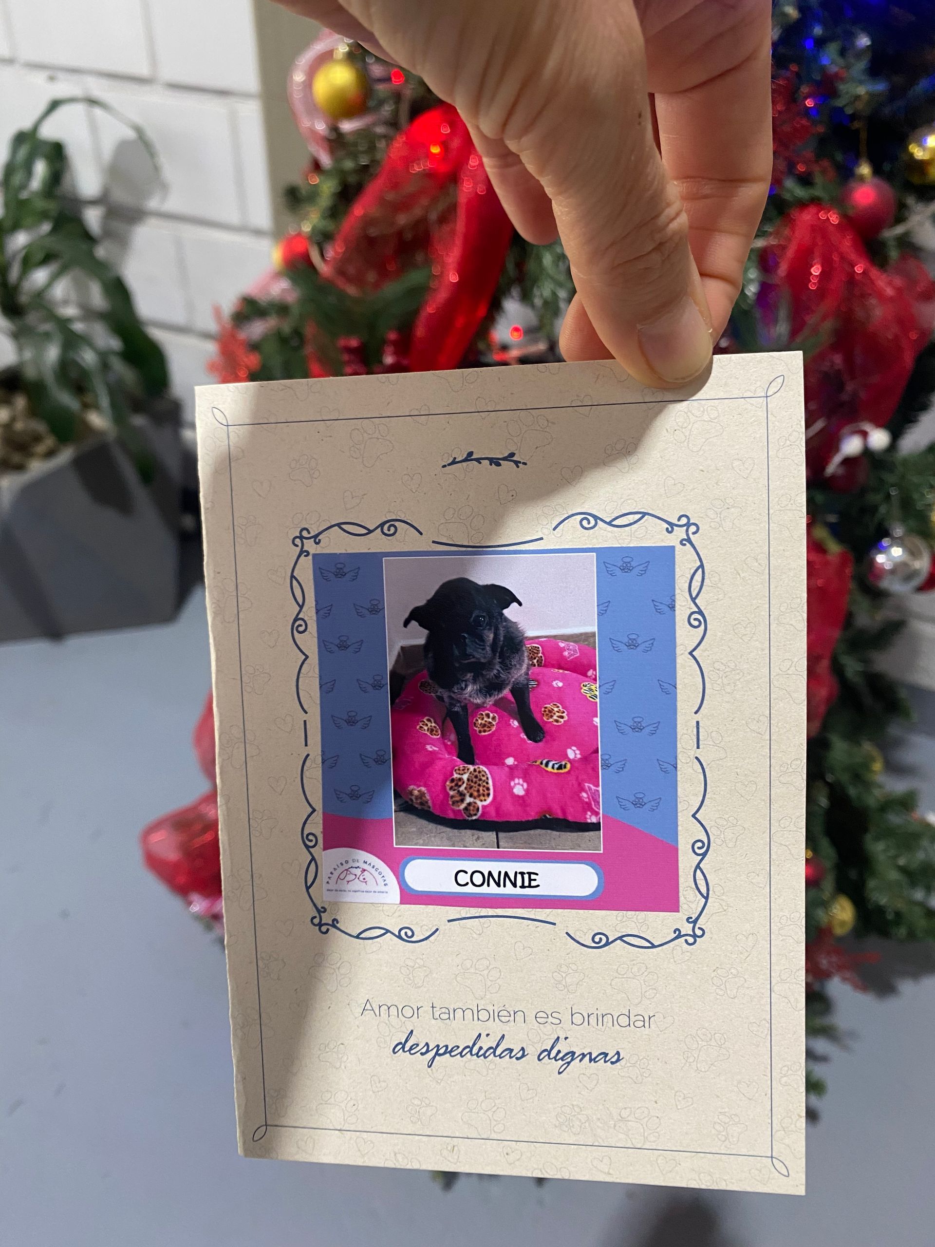 Hand holding a cream card with a small pink-framed photo of a black dog in front of a Christmas tree